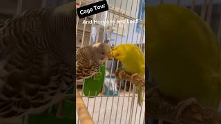 Thank You For 50 Subscribers shorts birds budgies parakeet animalcrossing [upl. by Root155]