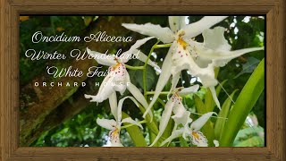 Oncidium Aliceara Winter Wonderland White Fairy  Orchard House [upl. by Teplitz]