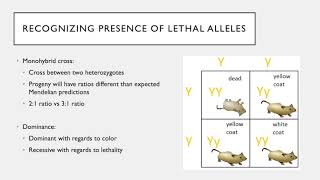 Lethal Alleles [upl. by Ruberta458]