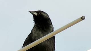 Pássaro Preto cantando solto ao ar livre sobre uma antena de TV  Canon SX40 HS Full HD [upl. by Reede]