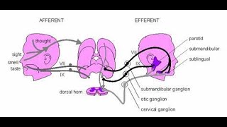 The unconditioned salivary reflex Unconditioned stimulus and unconditioned response [upl. by Aekim658]