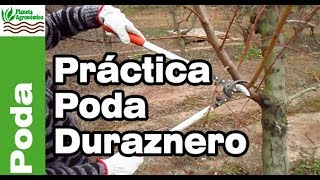 ✂️PODA del 🍑 DURAZNERO y planificación y el cómo hacerlo en el campo  Parte 2 de 2 [upl. by Animrac]