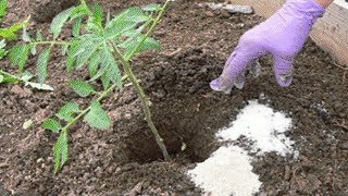 See What Happens When You Add Epsom Salt to Your Plants Amazing Results [upl. by Yetac]