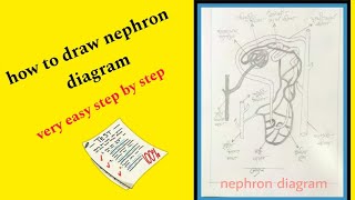 how to draw nephron diagramvery easy  step by steppenci sketch [upl. by Alberic]