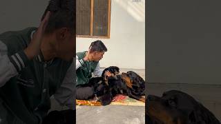 Mother Rottweiler Protecting puppies 🚨suddenly reaction⚠️rottweiler shorts motherlove security [upl. by Kwan461]