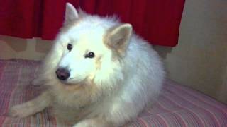 Laylo  Samoyedo aullando [upl. by Chandra]