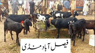 Faisalabad Bakra MandiNew UpdateFM Animals030066982846•11•2024 [upl. by Bittencourt865]