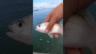 SILVER PERCH 🎣 fishing fishingvideo saltwaterfishing fish pier va catchingfish fishinglife [upl. by Afinom]