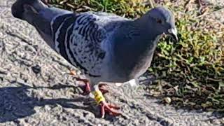 Gołąb Pocztowy Być Może Ranny🤔 gołębie pigeon tauben ewak7702 [upl. by Graniah]