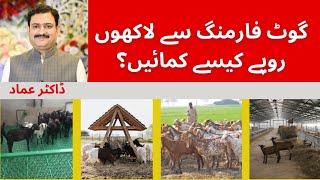 Bakri farming sy lakho kamain How to earn money from goat farming   Goat farming as a business [upl. by Sheelah825]