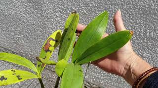 EPIDENDRUM STAMFORDIANUM  How to care culture amp fungus blemishes on leaves ninjaorchids [upl. by Lambert132]