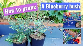 How to prune a Blueberry Bush at home beginners guide [upl. by Uht]