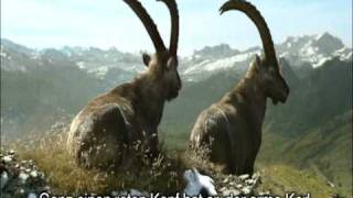 Graubünden Steinböcke Bergsommer mit Untertiteln [upl. by Kale]