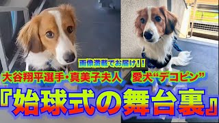 大谷翔平・真美子夫人の愛犬“デコピン”大成功で幕を閉じた、知られざる【始球式の舞台裏】 [upl. by Ecinnahs231]