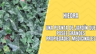 Hiedra Características Clasificación y Usos de esta Planta Trepadora Versátil [upl. by Bowe709]