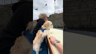 Milo the Cavapoochon on first boat ride in Falmouth cavapoochon boatlife puppy falmouth cute [upl. by Angus]