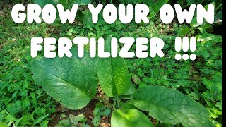 Planting Russian comfrey Grow your own fertilizer [upl. by Trenna485]