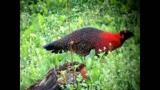 Birds of Bhutan [upl. by Newell]