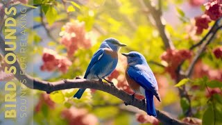 Birds Chirping 24 Hours Birdsong to Relieve Stress and Sleep Better Soothing Sounds of Nature [upl. by Rekyr]