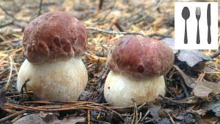 Borowik sosnowy Boletus pinophilus [upl. by Notnil542]