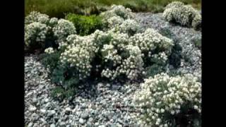 Sea kale Crambe maritima at Cemlyn Anglesey [upl. by Marilla]