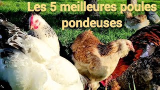 Les 5 meilleures poules pondeuses [upl. by Bathulda]