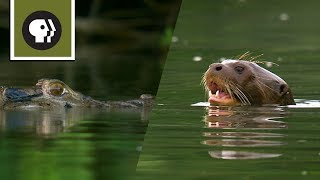 Giant River Otters Defeat Large Black Caiman [upl. by Arotal394]