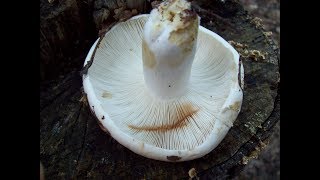 Identification of Russula Mushrooms [upl. by Jauch646]