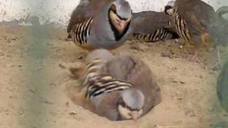 Chukar Partridge National Bird of Pakistan [upl. by Kohsa]