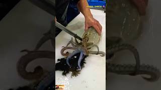 🦑 Squid Fish ASMR  Epic Knife Skills squid calamari cuttlefish short trending viral [upl. by Igal]