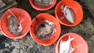 Netting fresh fishes Best Seafood on selling 明發定置漁場 freshseafood fishing trap 1 [upl. by Ahsahs]