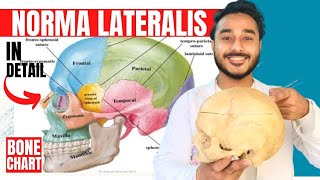 norma lateralis anatomy 3d  anatomy of norma lateralis of skull anatomy [upl. by Marguerie]