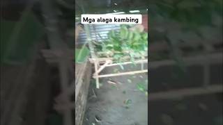 pag sisimula sa pag alaga ng kambing aby alaga kambing kambingan goat farming farmer [upl. by Akemit]