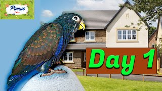 Baby Bronze Wing Pionus Parrots First Day in New Home  Lyra Vlogs Ep 1 [upl. by Helmut]