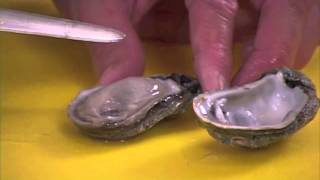 How to clean Oysters by Captain Vincent Russo [upl. by Giesecke]