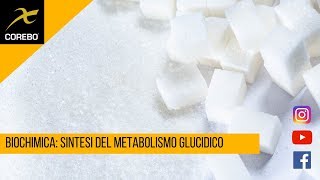 Biochimica sintesi del metabolismo glucidico [upl. by Eisse544]