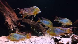 South American Biotope  Geophagus altifrons [upl. by Nalat]