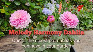 Melody Harmony Dahlia [upl. by Reilly]