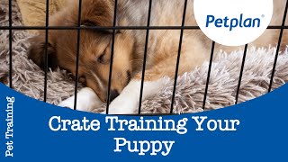 How To Crate Train A Puppy  Puppy Training Tips  Petplan [upl. by Llednol]