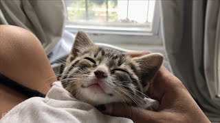 Rescuing two tiny kitten brothers [upl. by Stoops928]