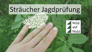 🦌Jagdprüfung WICHTIG Sträucher als Jäger erkennen wildaufwald [upl. by Bergin68]