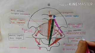 Suboccipital triangle12 [upl. by Graner301]