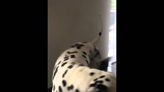 Howling Dalmatian [upl. by Enihpets231]