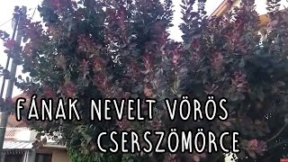 Fának nevelt vörös cserszömörce Cotinus coggygria Royal Purple [upl. by Katey837]