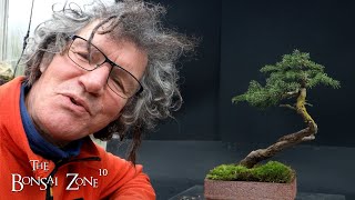 Working on My Birds Nest Spruce The Bonsai Zone Nov 2023 [upl. by Ardnalac]