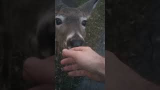 The Deer Whisperer Cute deer licks my hand buffalonewyork eddiethemouth shorts [upl. by Tonneson840]