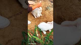 Cute rabbit new shorts video rabbit rabbits crazyvlog shorts [upl. by Nesnaj]