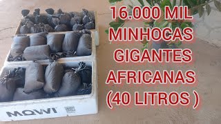 ENVIO DE 16000 MIL MINHOCAS GIGANTES AFRICANAS  40 LITROS PARA GOIÂNIA [upl. by Mcnelly]