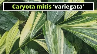 Caryota mitis Variegated Variegated Fishtail Palm [upl. by Pattie]