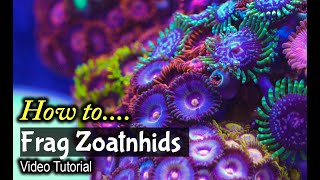 How To Frag Zoanthids [upl. by Deron]